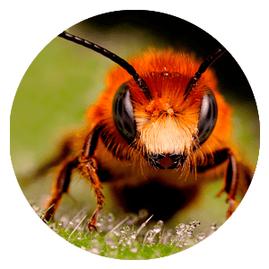 abeja