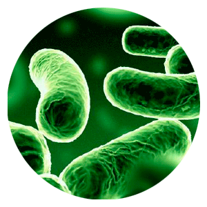 legionella