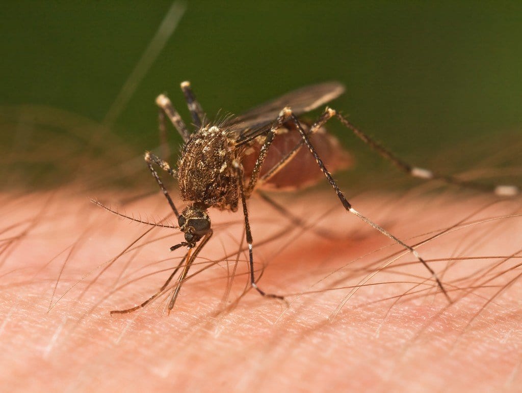 evitar picadura de mosquito