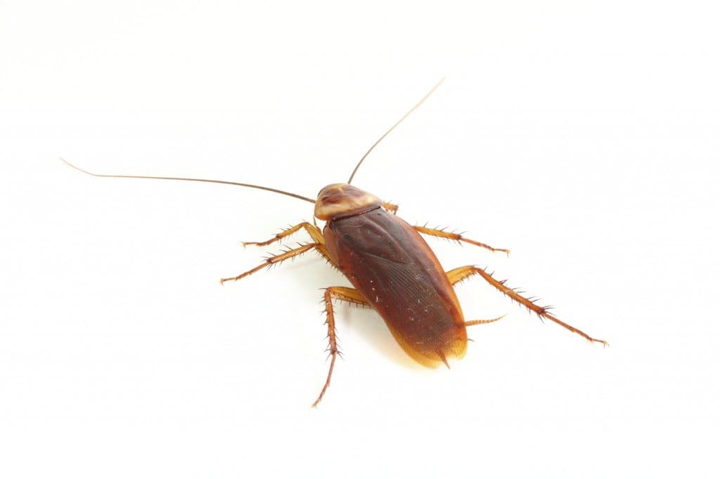 cucaracha