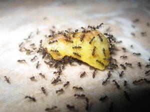 hormigas-articulo