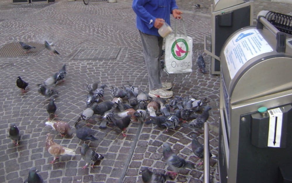 anticonceptivo-de-palomas
