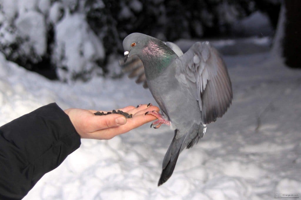 control-de-palomas