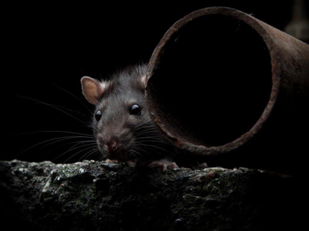control-de-ratas-ecologico