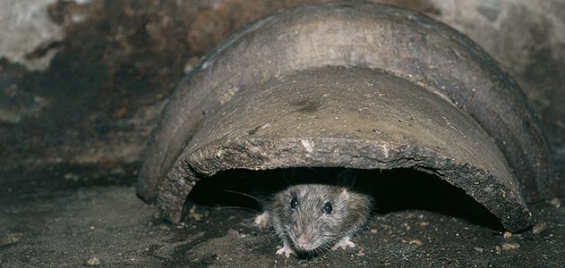 control-de -ratas
