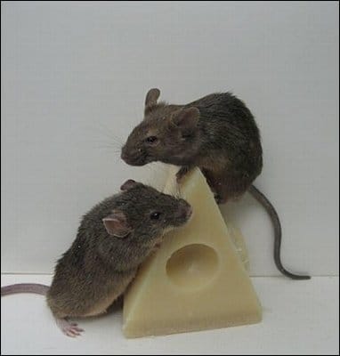 evitar ratones no darles queso