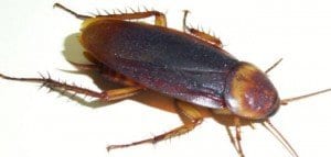 cucaracha -empresa de control de plagas