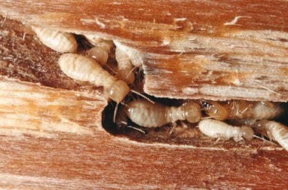 empresa de control de plagas termitas