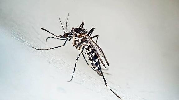 mosquito tigre