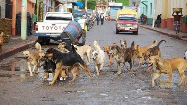 perros callejeros