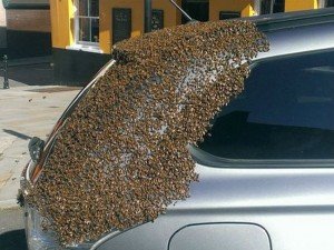 20.000 abejas siguen a su reina