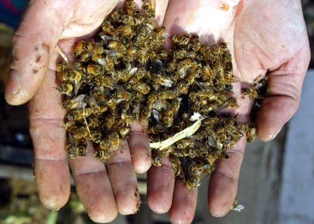 abejas muertas