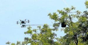 guerra entre drones y avispas