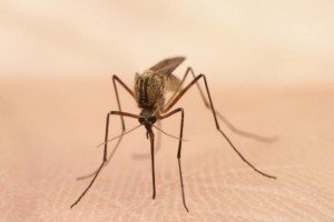 plaga de mosquitos en Málaga