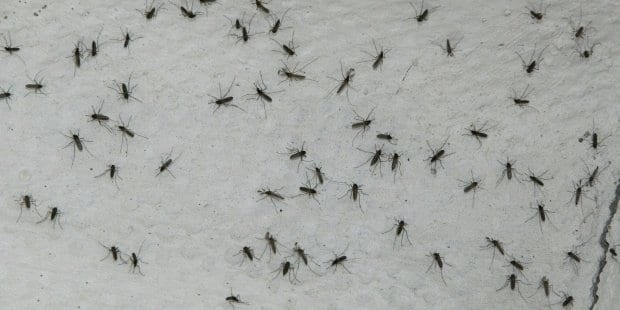 plaga de mosquitos en Málaga