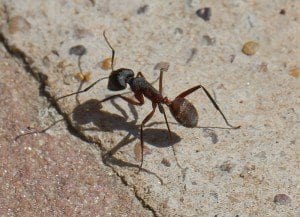 Evitar insectos en tu cocina