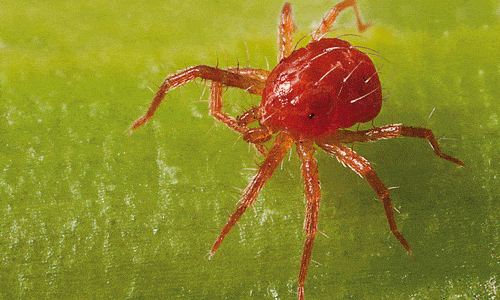 araña roja