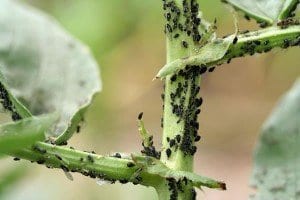 ayudas para el control de plagas