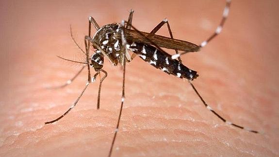 plaga de pulgas y mosquitos