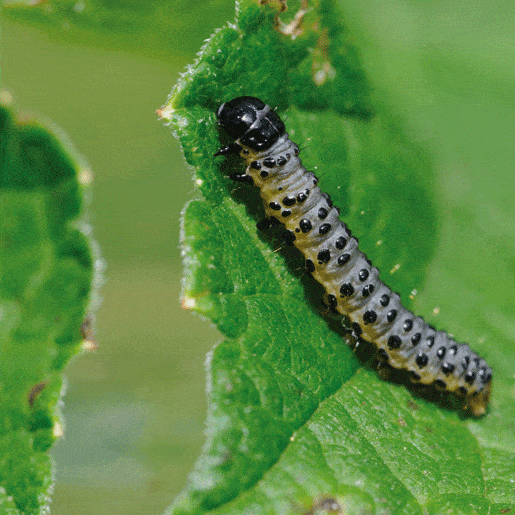 orugas negras