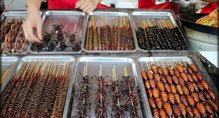 insectos
