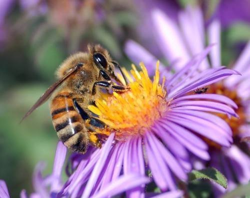 abeja asiatica