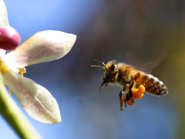 abeja asiática