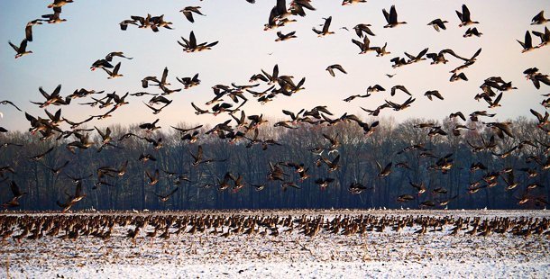 aves migratorias
