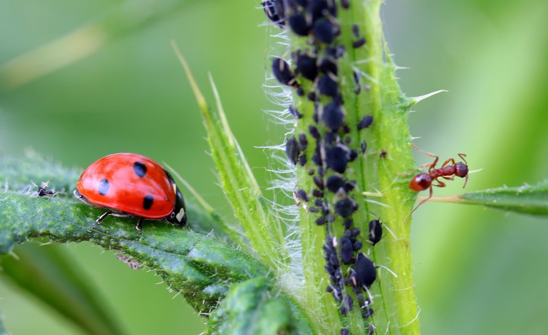 plaga de insectos