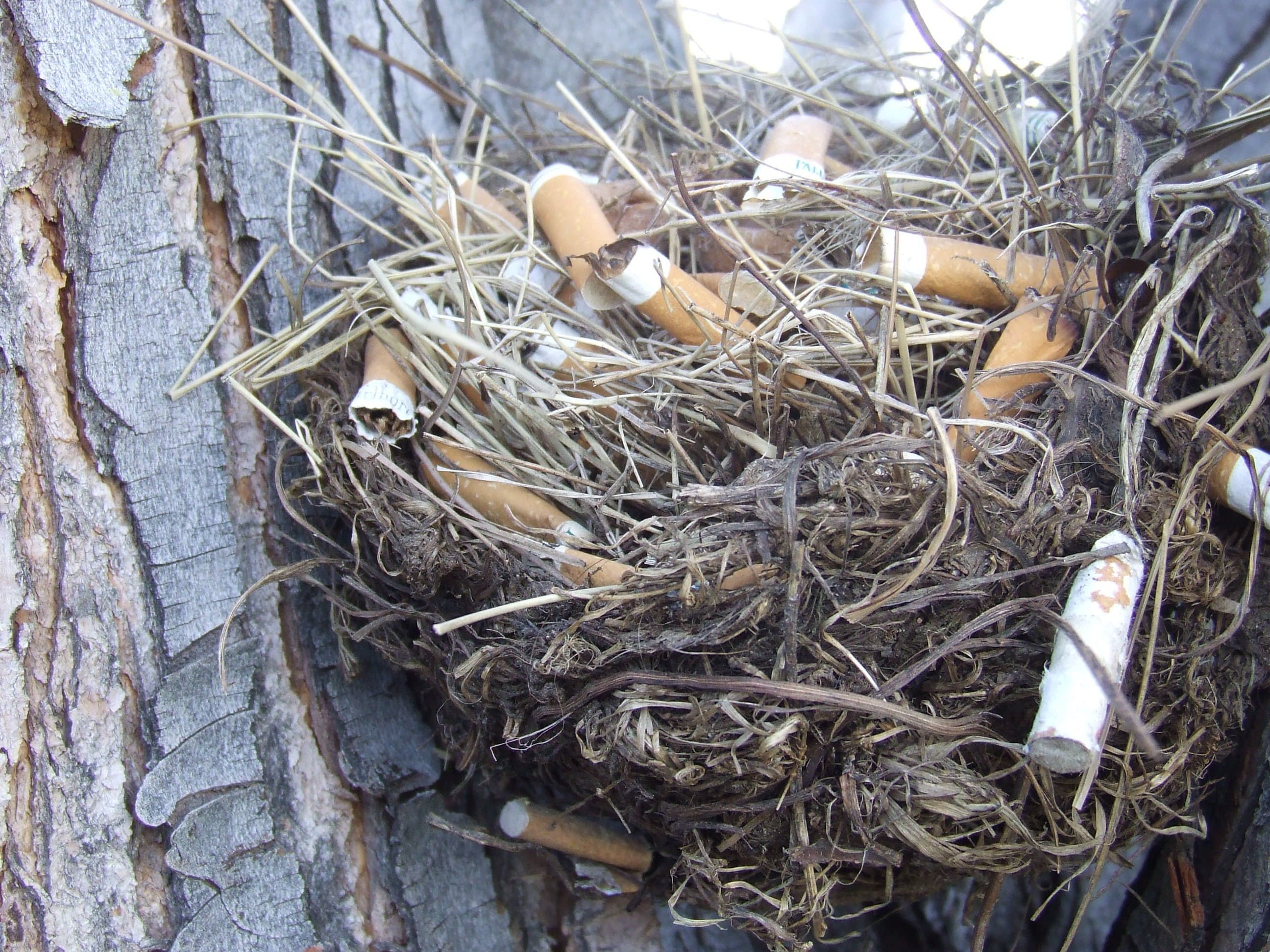 nido con colillas de cigarro