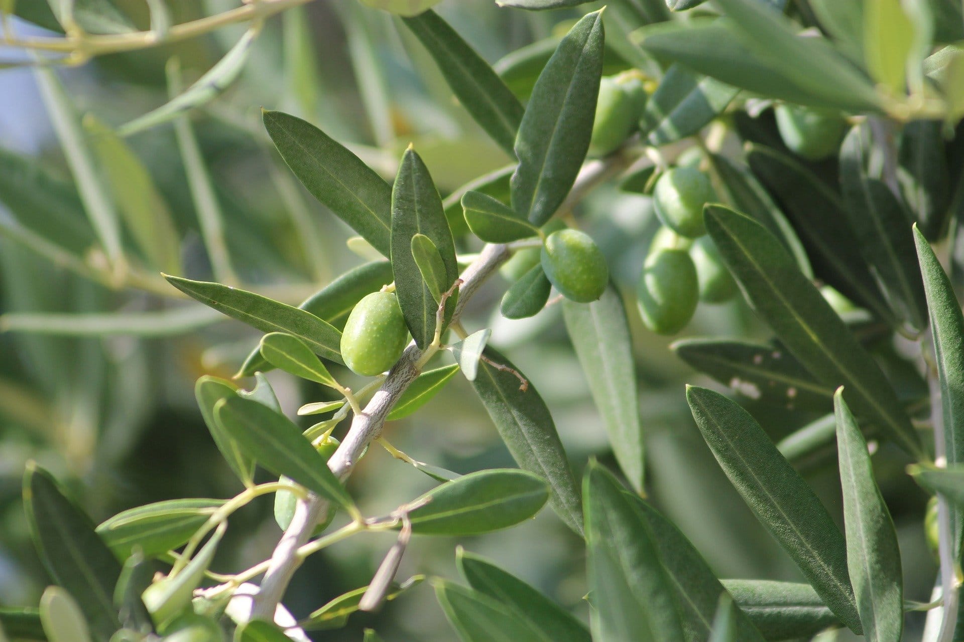 Xylella