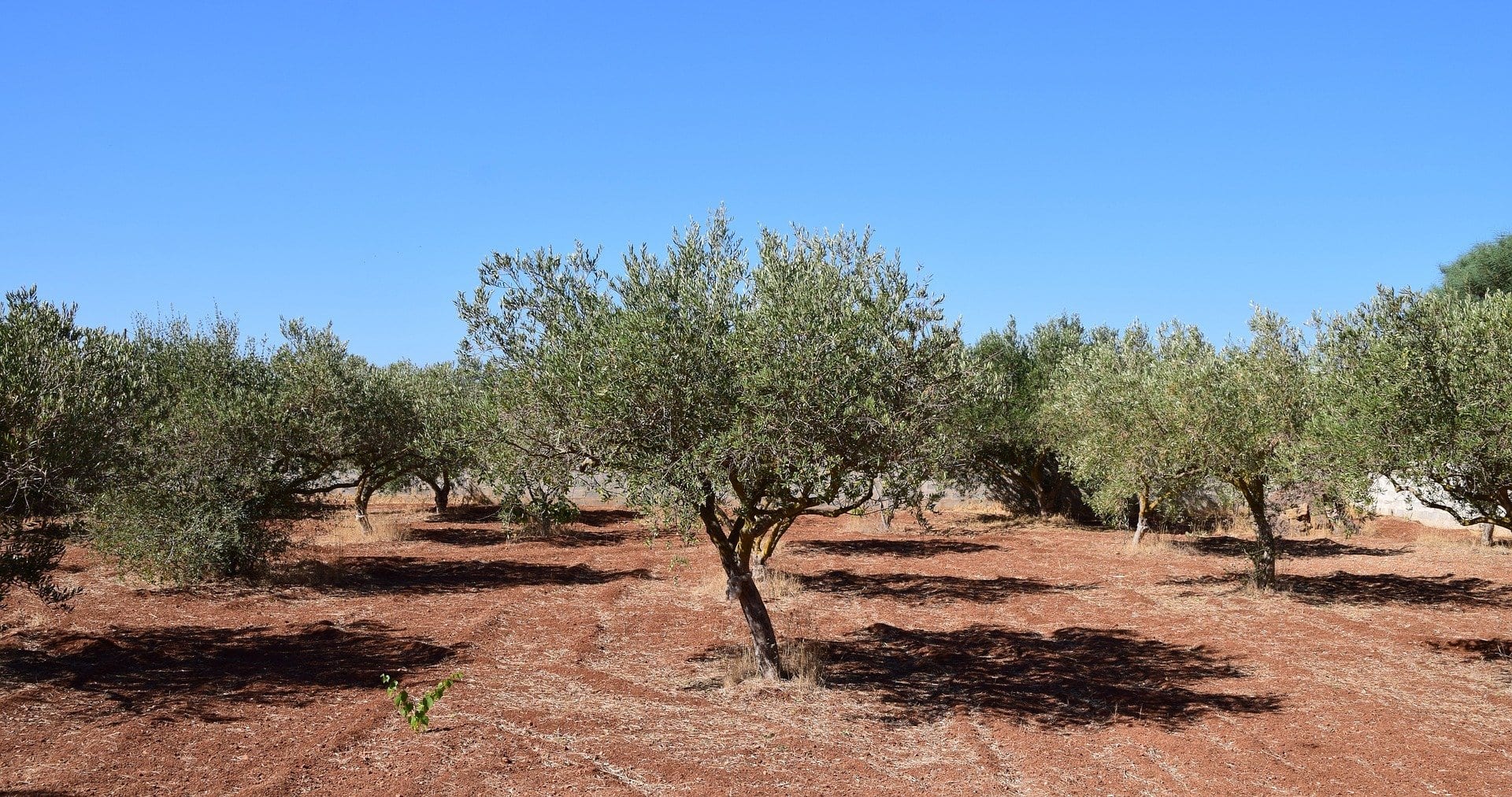 Xylella