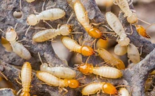 plagas en casa: termitas