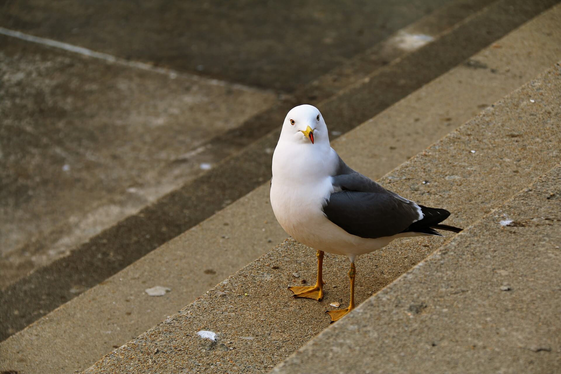 colonias de gaviotas