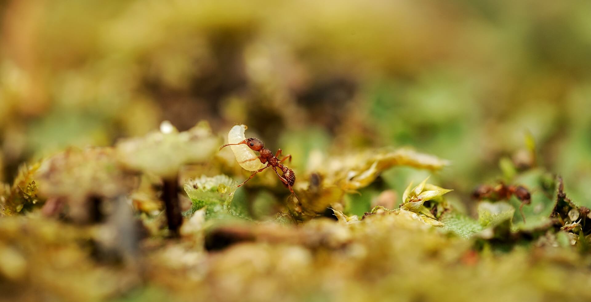 Las termitas de cebo para acabar con las hormigas