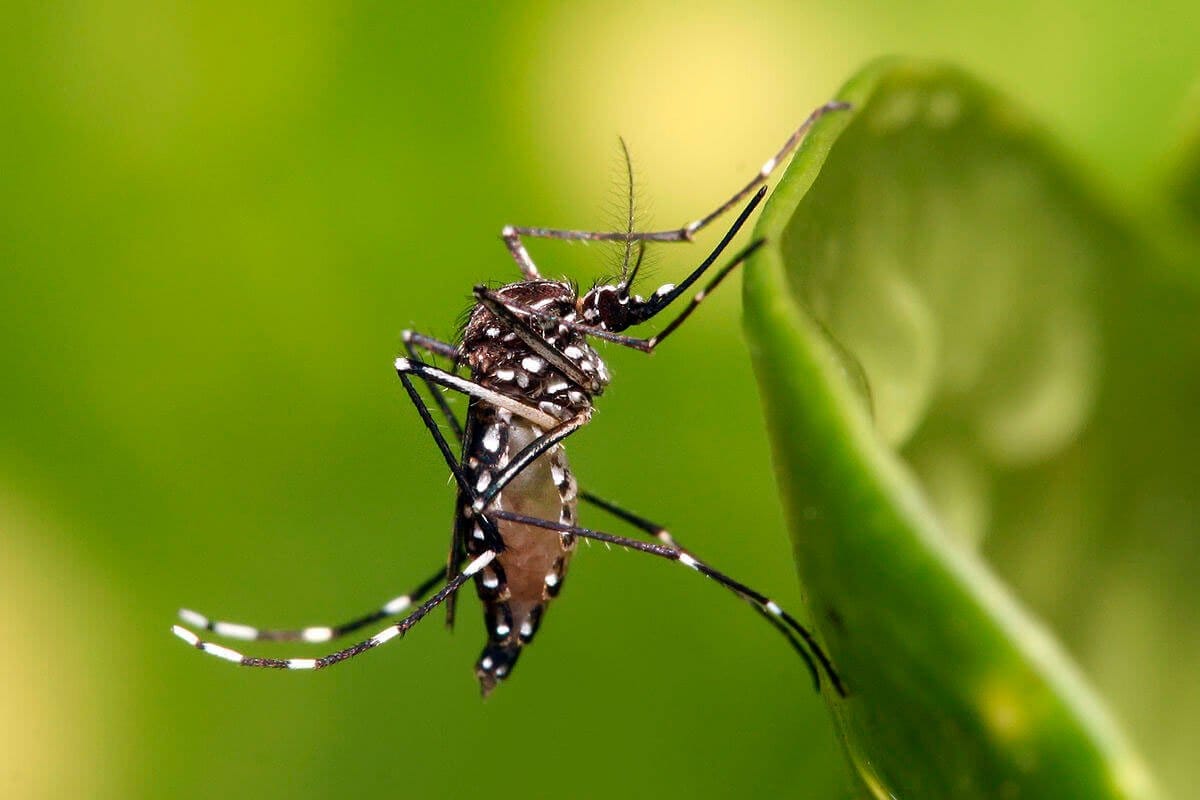 Es importante el control de plagas como la de los mosquitos tigre o el Aedes aegypti para la prevención de enfermedades peligrosas para el ser humano.