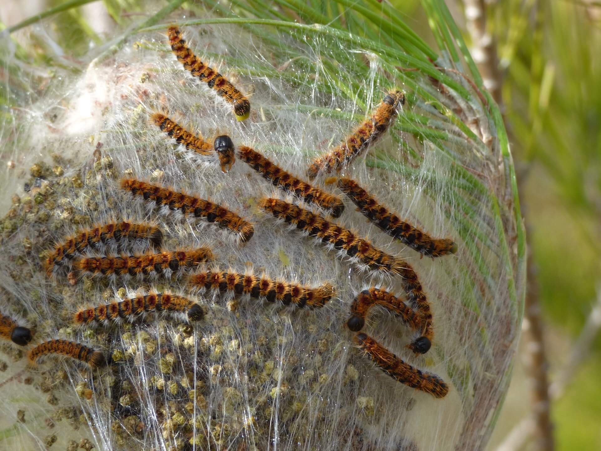 Las larvas de procesionaria se alimentan de las hojas de los pinos