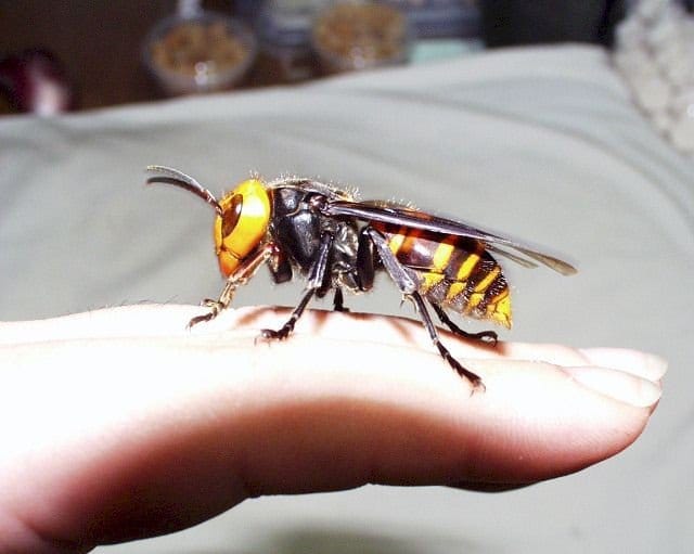 captura de la reina asiática