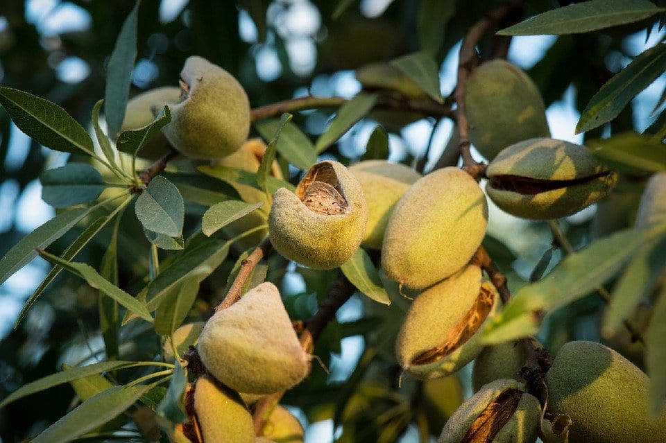 Xylella fastidiosa