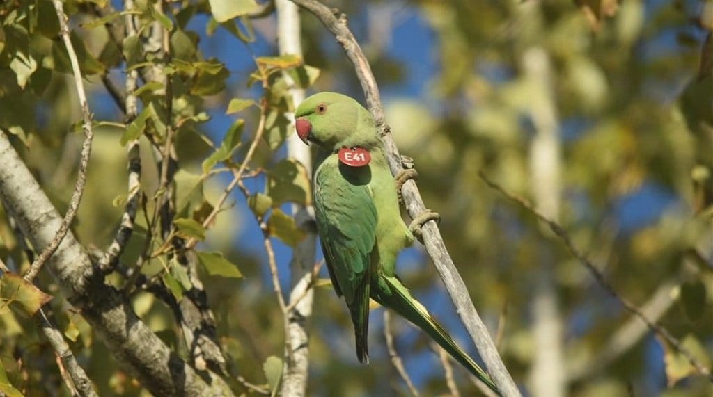 cotorras invasoras