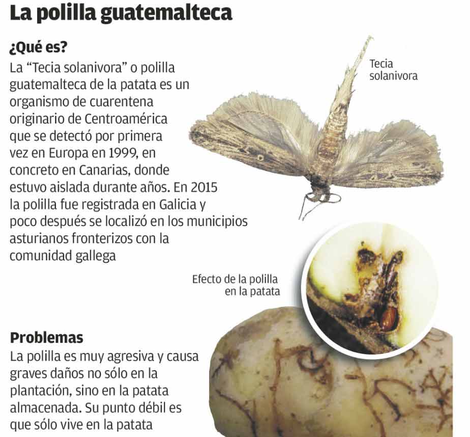 polilla guatemalteca