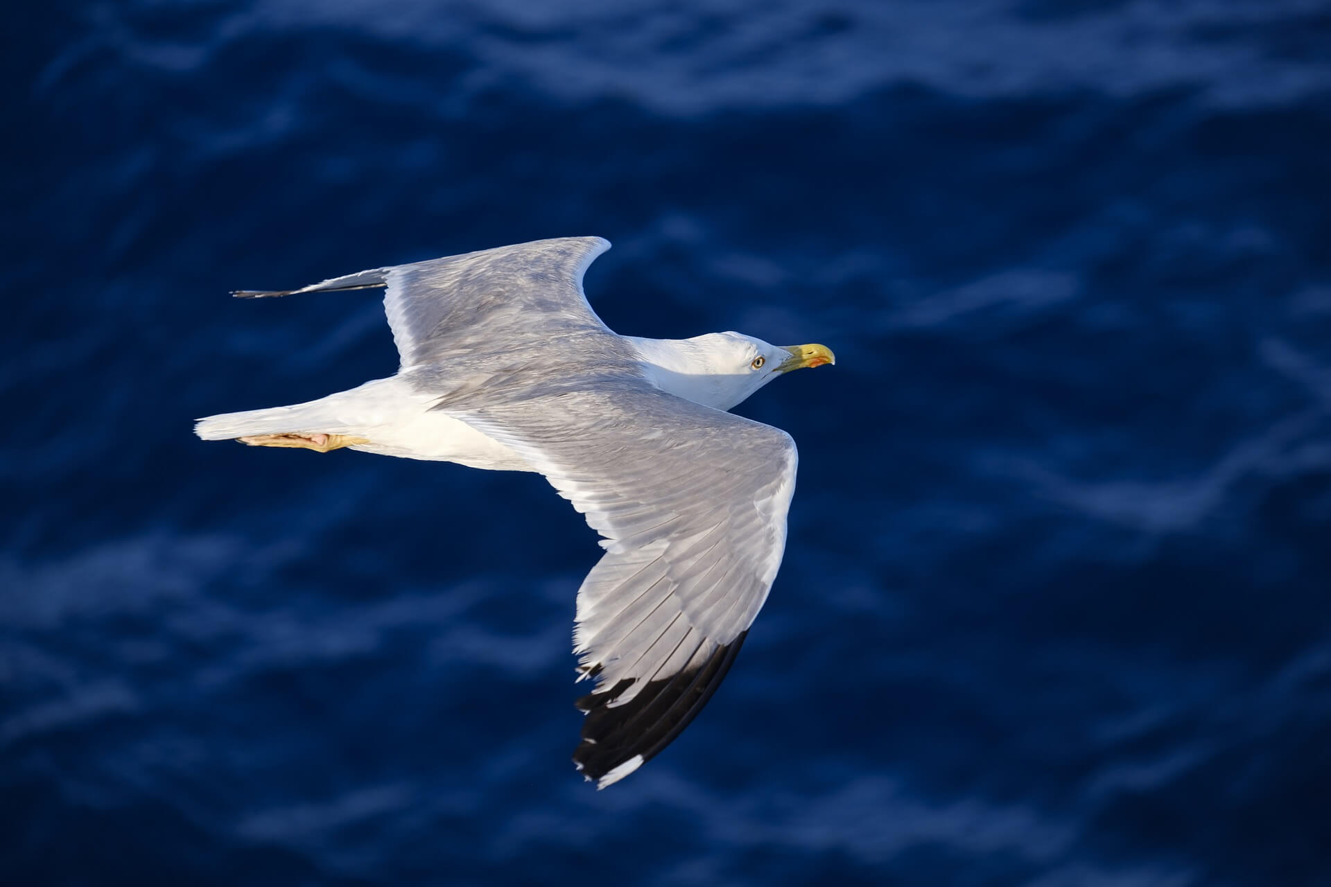 control de gaviotas