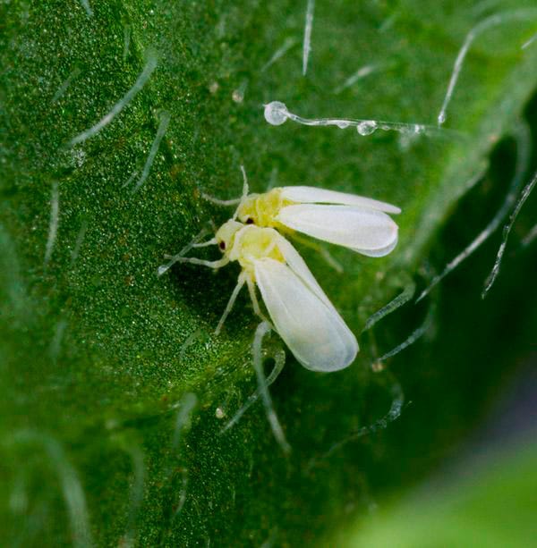 Mosca blanca