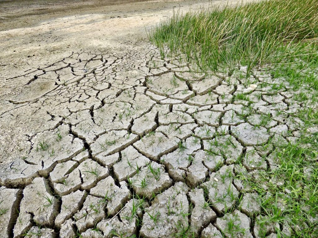Las plagas se incrementarán debido al calentamiento global