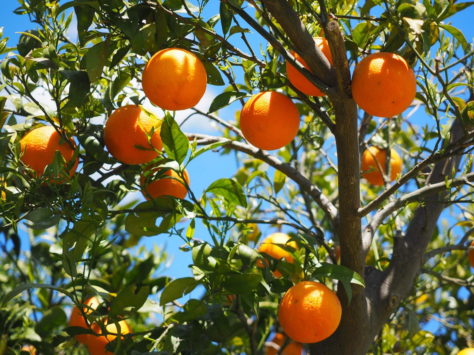 Los árboles cítricos, generadores de plagas