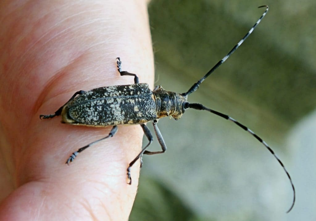 Los pinos españoles en jaque por una plaga