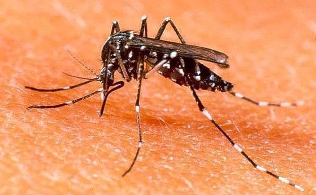 El mosquito tigre sigue avanzando en España