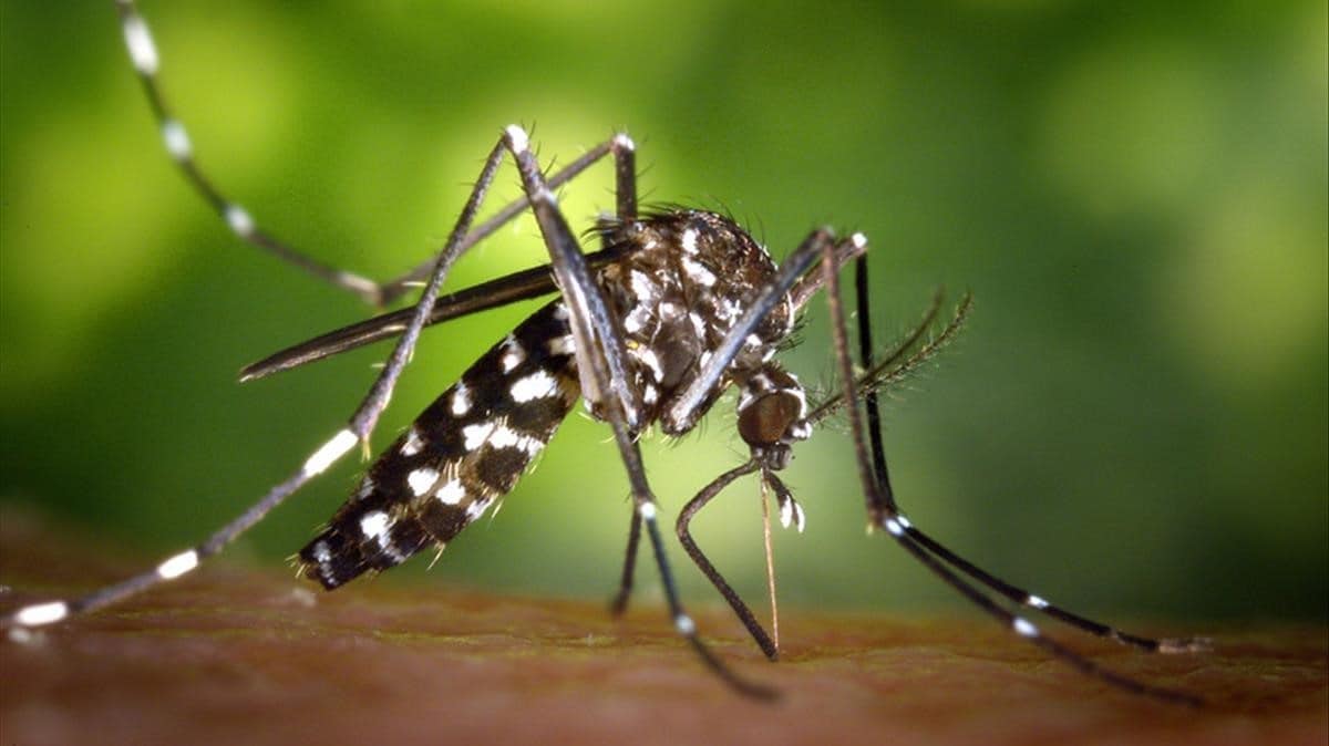 El mosquito tigre sigue avanzando en España