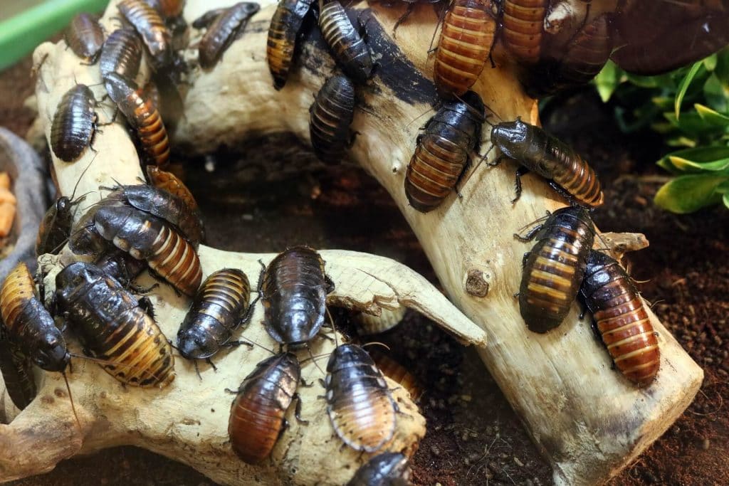 Cómo eliminar las cucarachas de mi casa