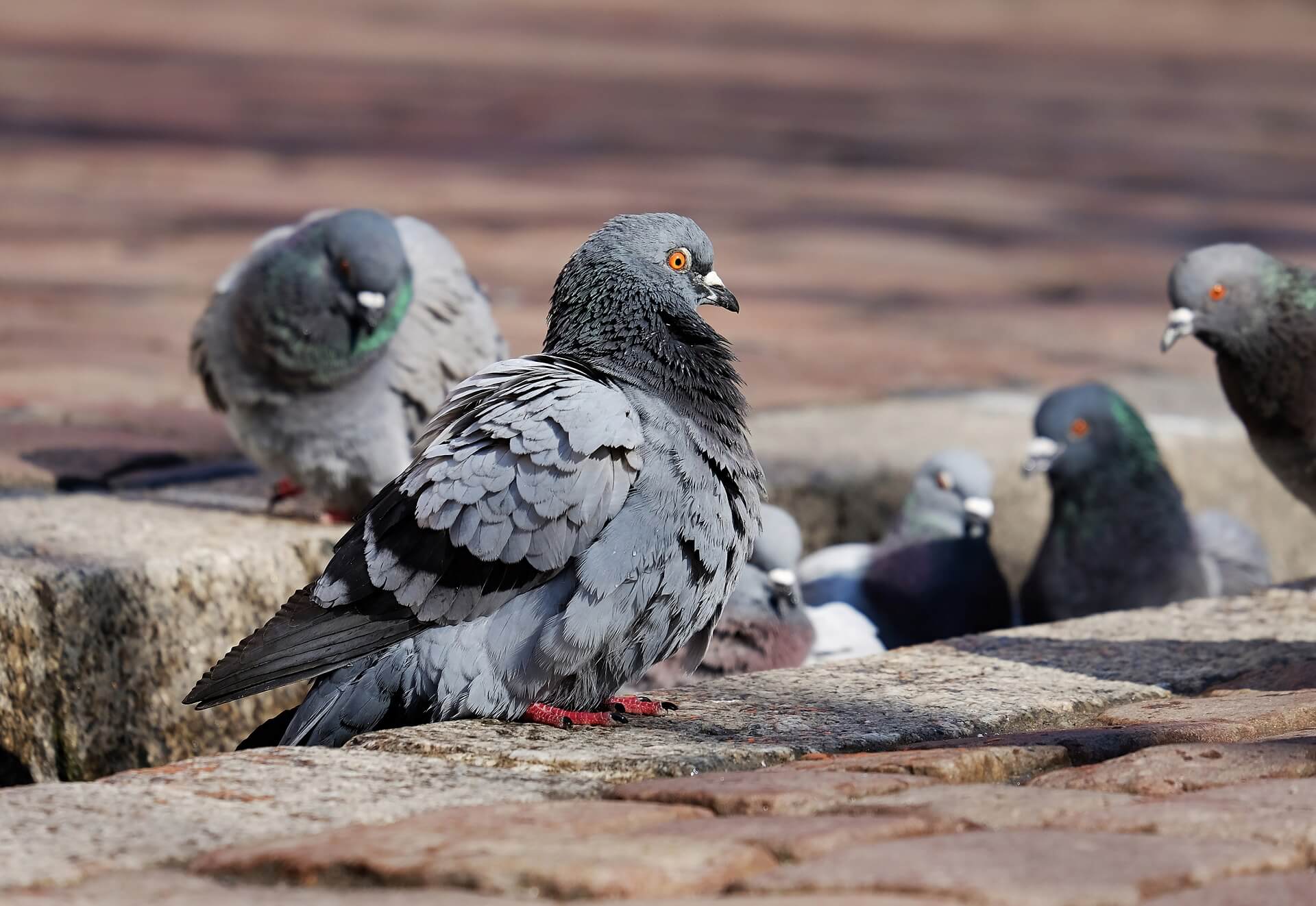 ¿Es práctico esterilizar a las palomas?